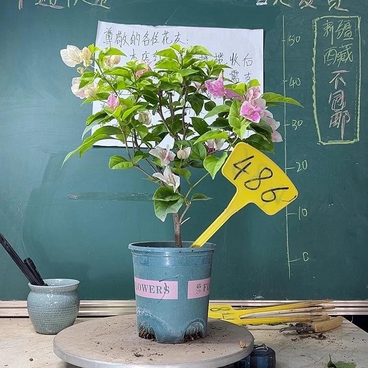 当前无花栽培后可以开花广红樱486