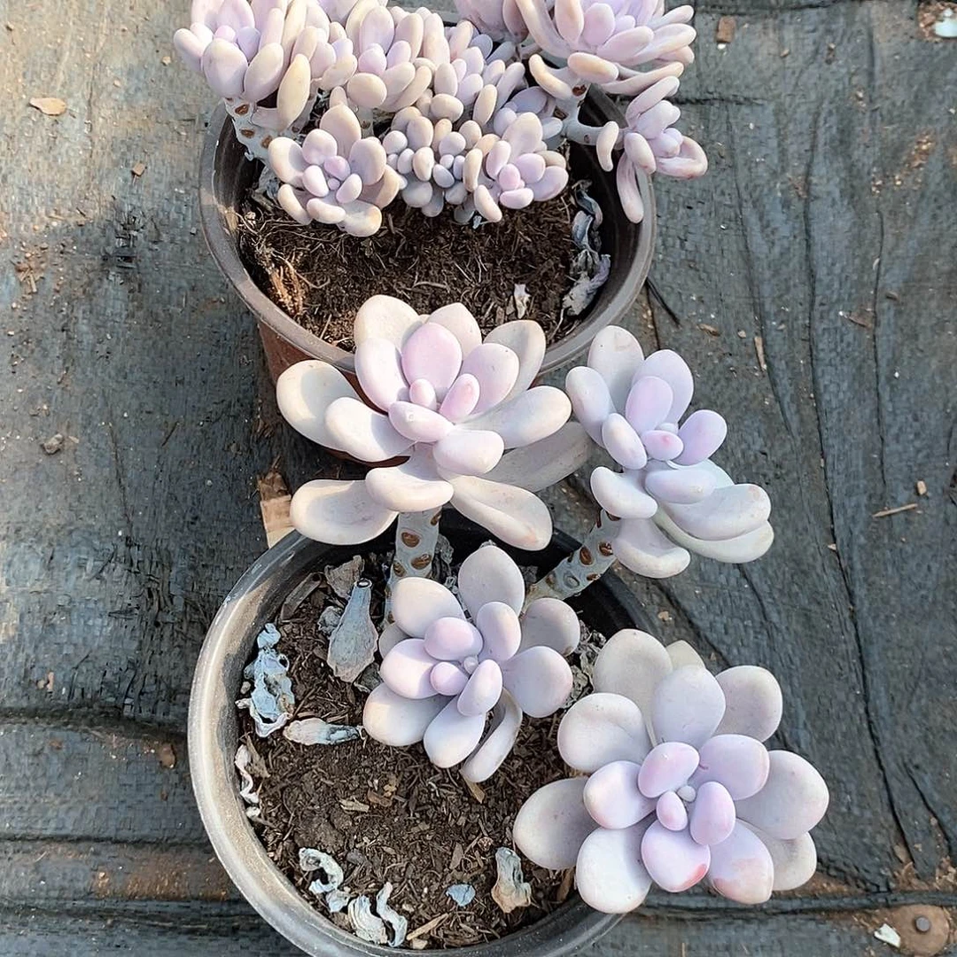 焕***焕两盆桃蛋带盆带土多肉