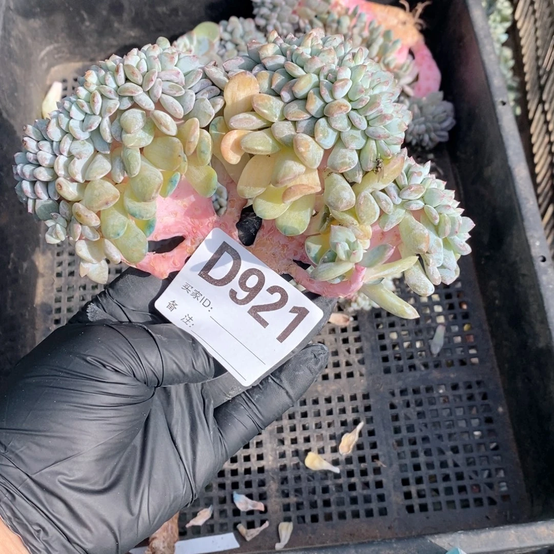 921石榴籽突尼斯缀