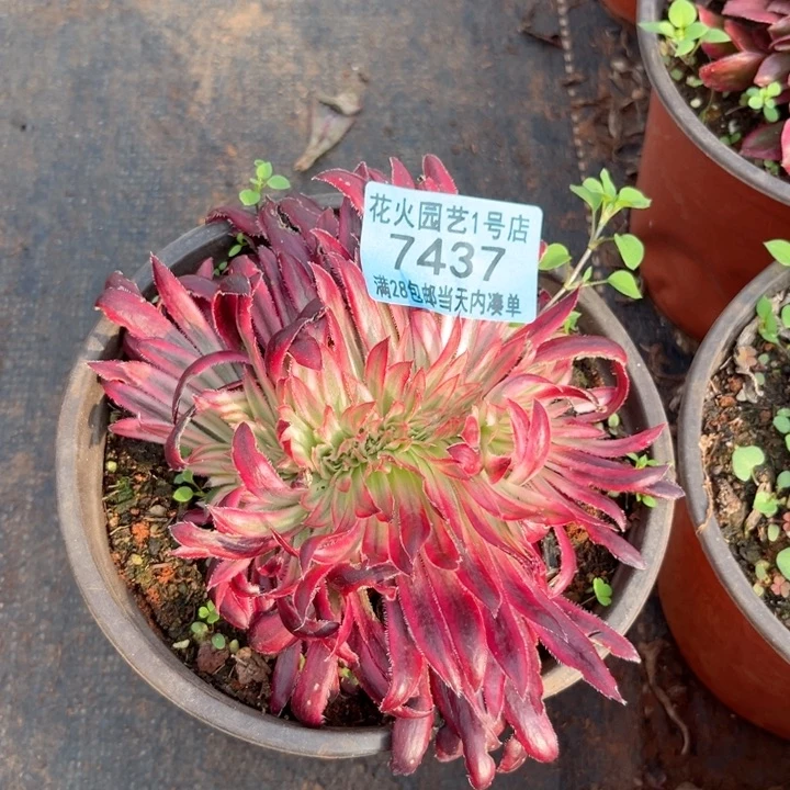 朱雀缀7434多肉植物