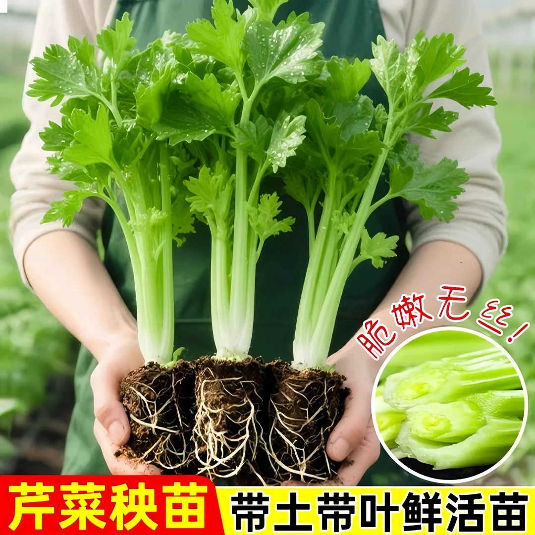 皇后西芹苗大肉西芹秧苗芹菜苗土芹菜苗阳台庭院盆栽种植