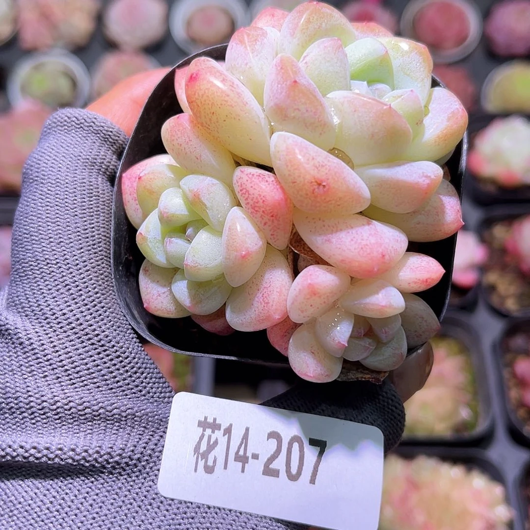 花14-207冰玉三头