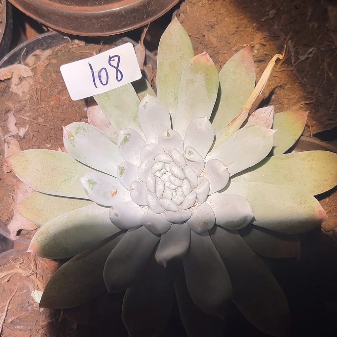 3代杂交仙女杯多肉。