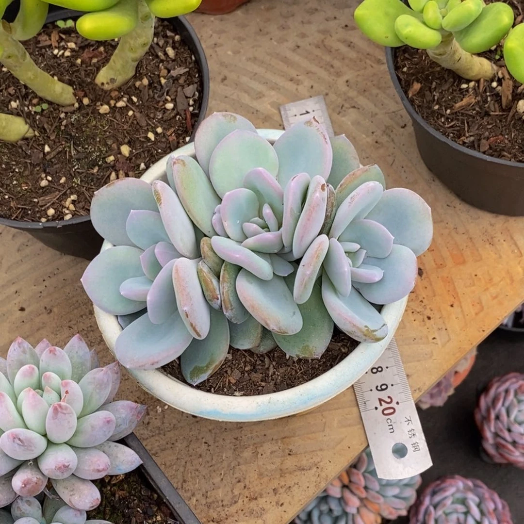 薇*安48包邮一物一拍多肉植物