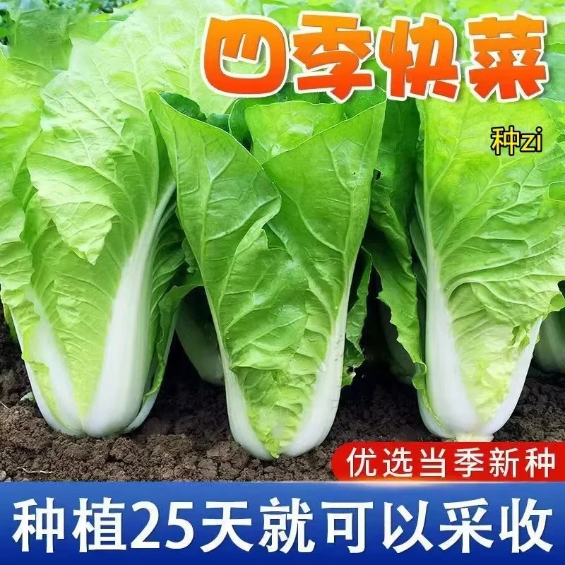 快菜种子耐热耐高温四季速生高产种植小白菜种子蔬菜油菜籽种子