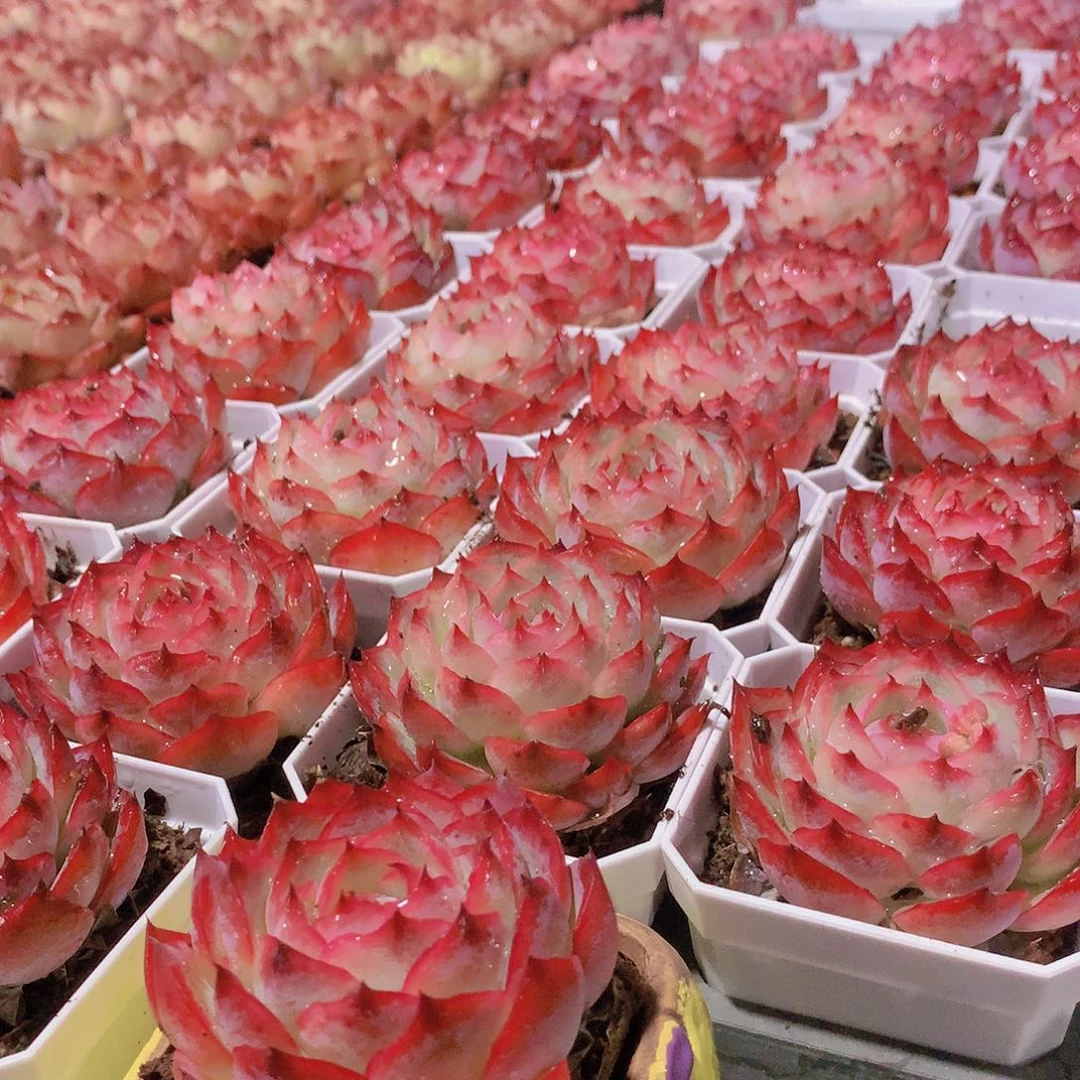 侧影2盆78885808899999