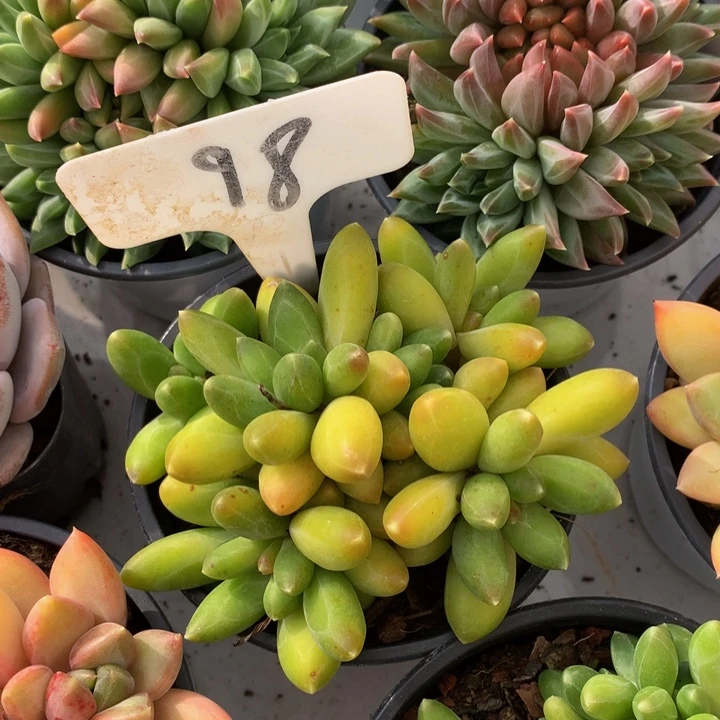 多肉植物727273883