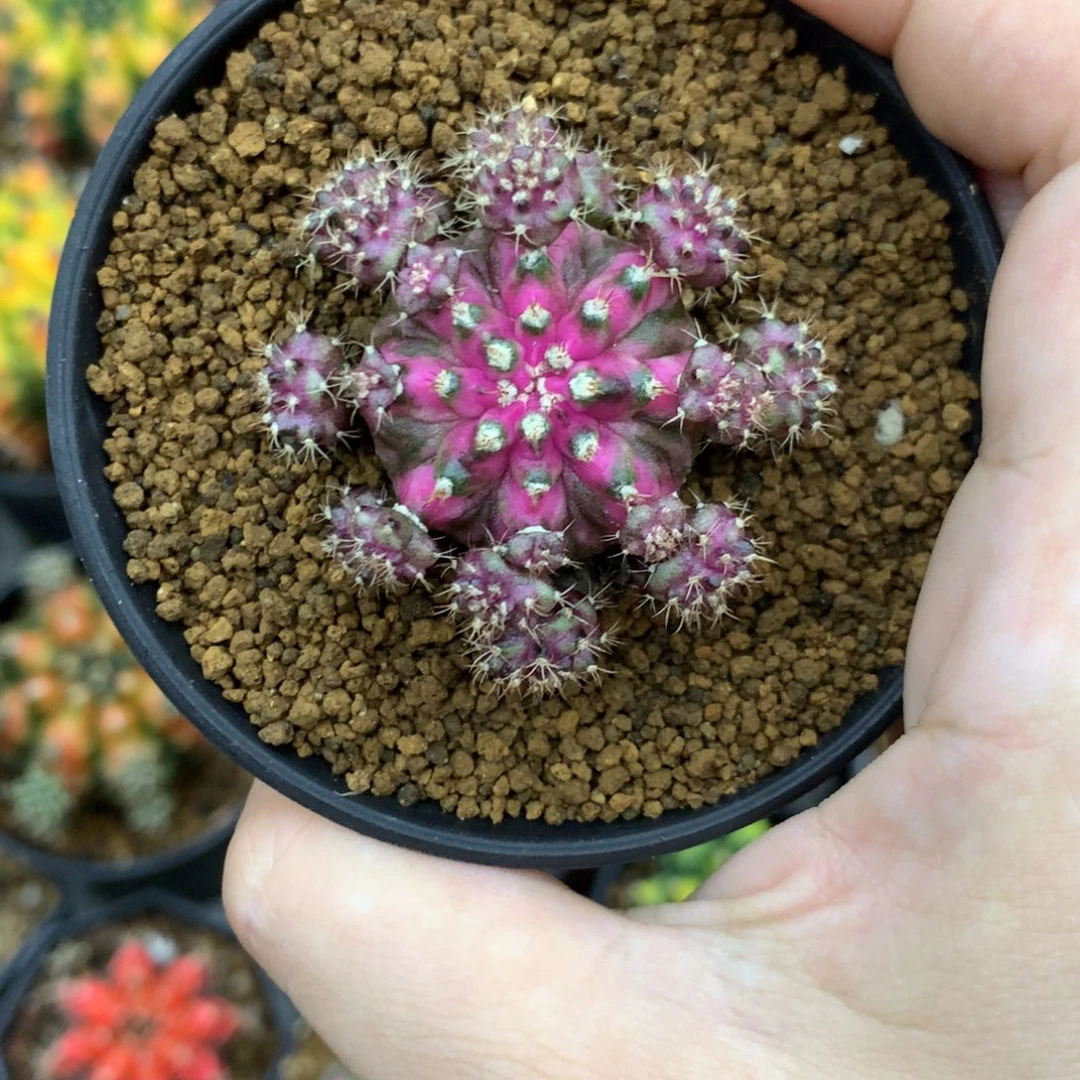 仙人球米哈牡丹花