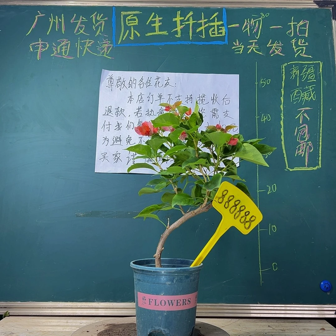 当前无花栽培后可以开花 落日 弯杆 有破皮 888888