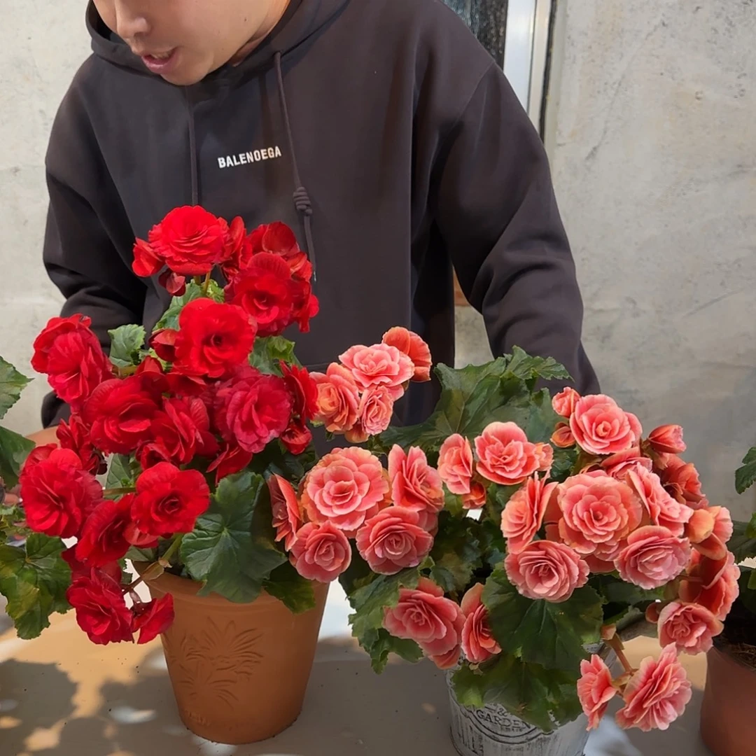 丽格红➕公主掉花折叶正常介意勿拍