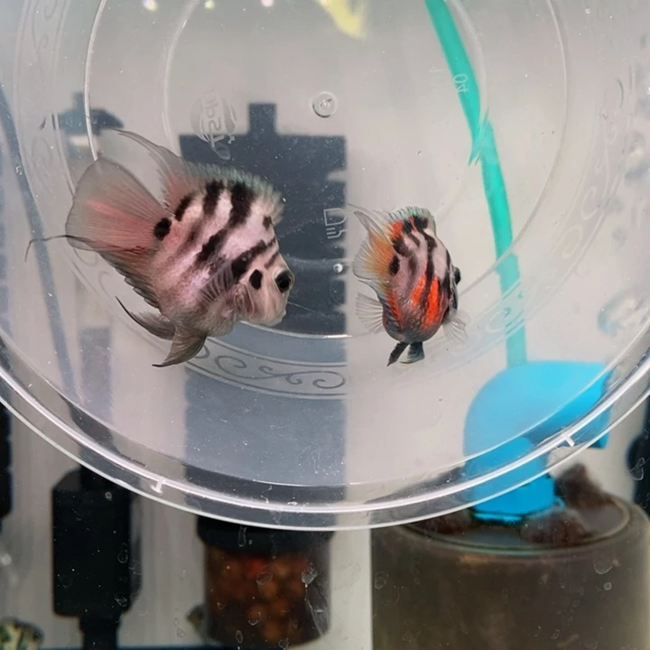 鹦鹉鱼极品摩卡种鱼一对包基因一赔三