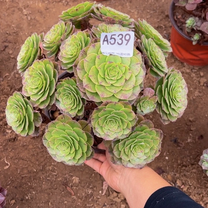 万拉丝多肉植物539.