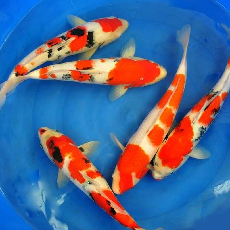 纯种红白三色锦鲤冷水淡水观赏鱼好养耐活