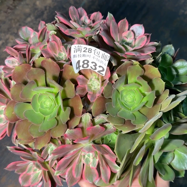 4832浣纱阴阳不包断枝