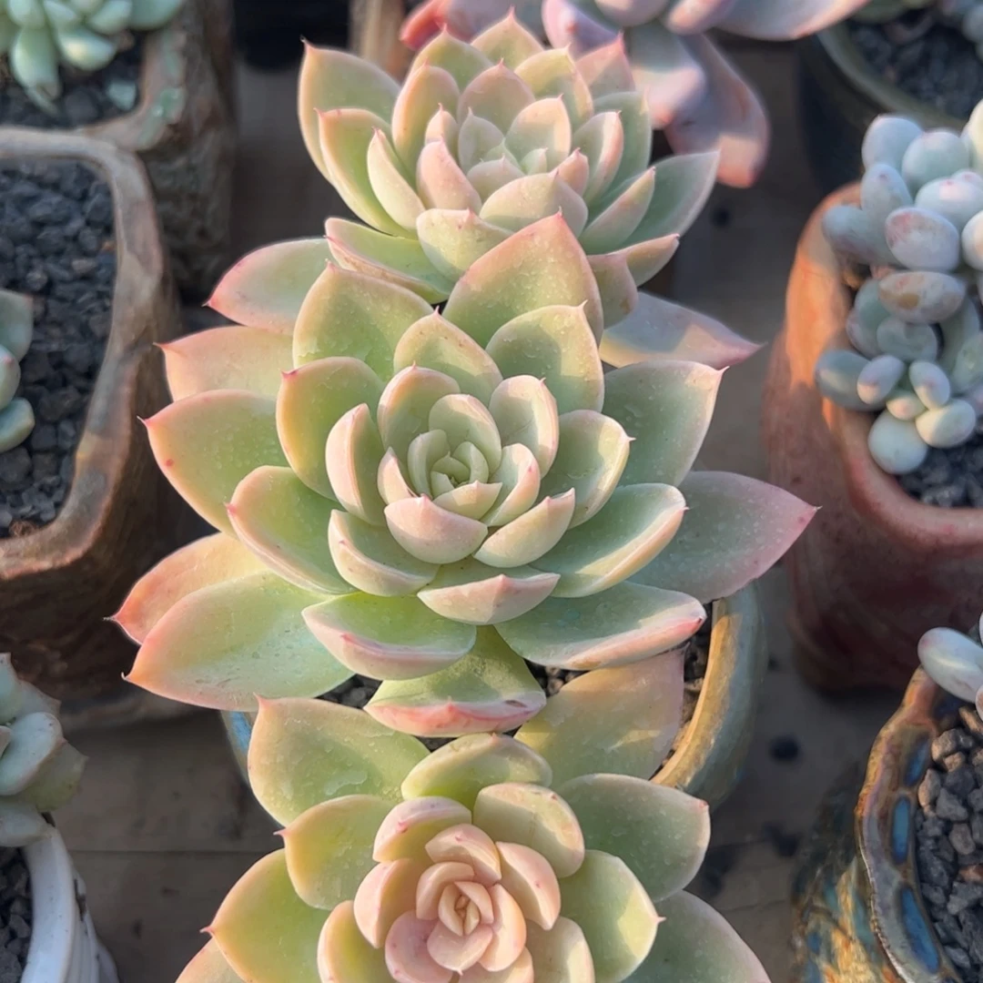 丝绸面纱多肉植物