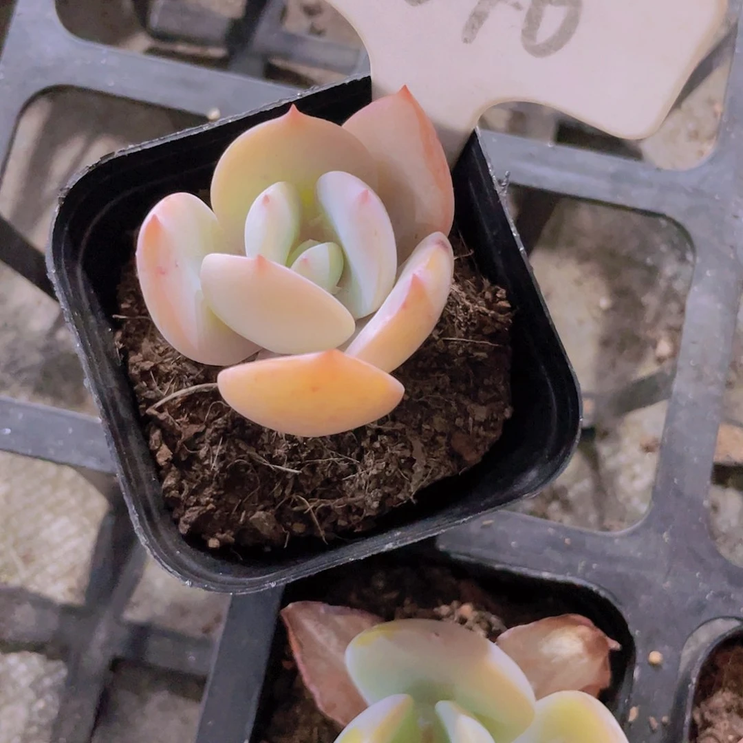 玥*白凤w040一物一拍