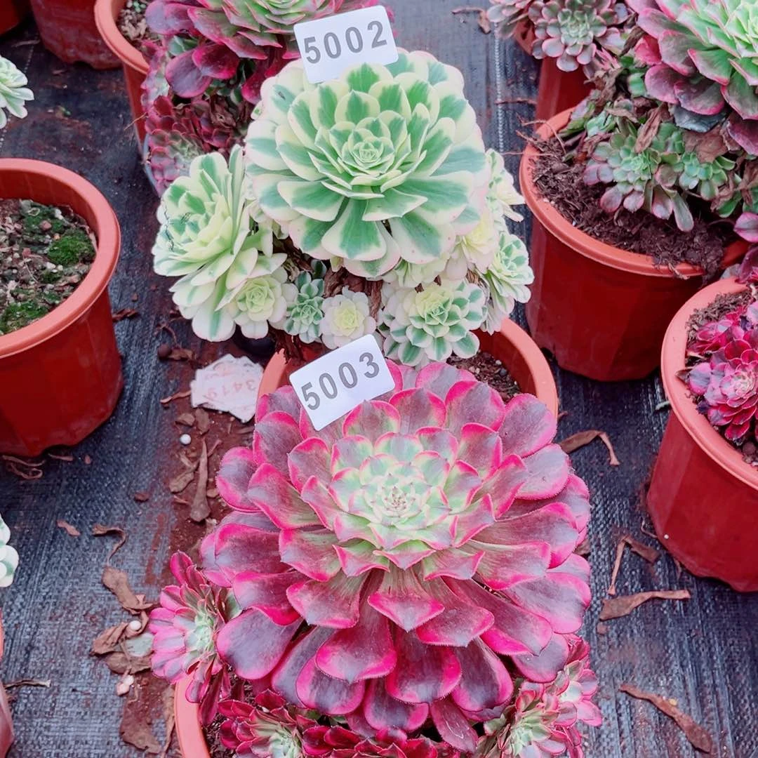 两棵多肉发货50025003