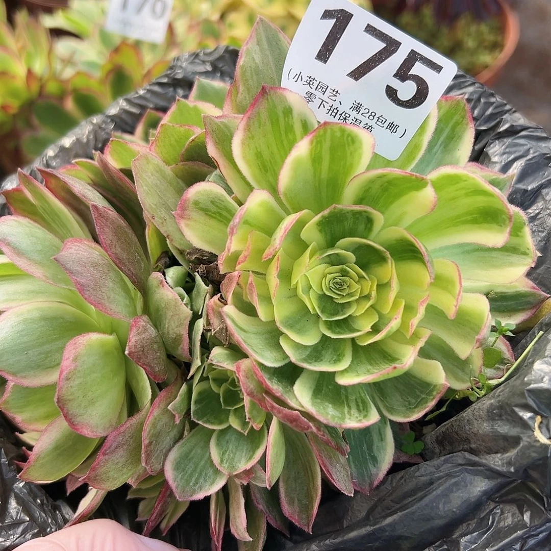 多肉植物多肉植物175