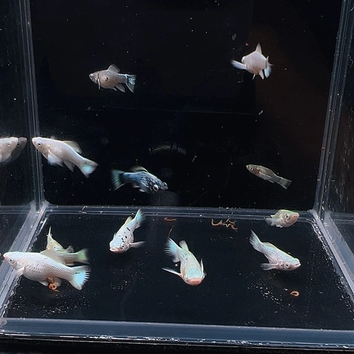 孔雀鱼精品玛丽球苗
