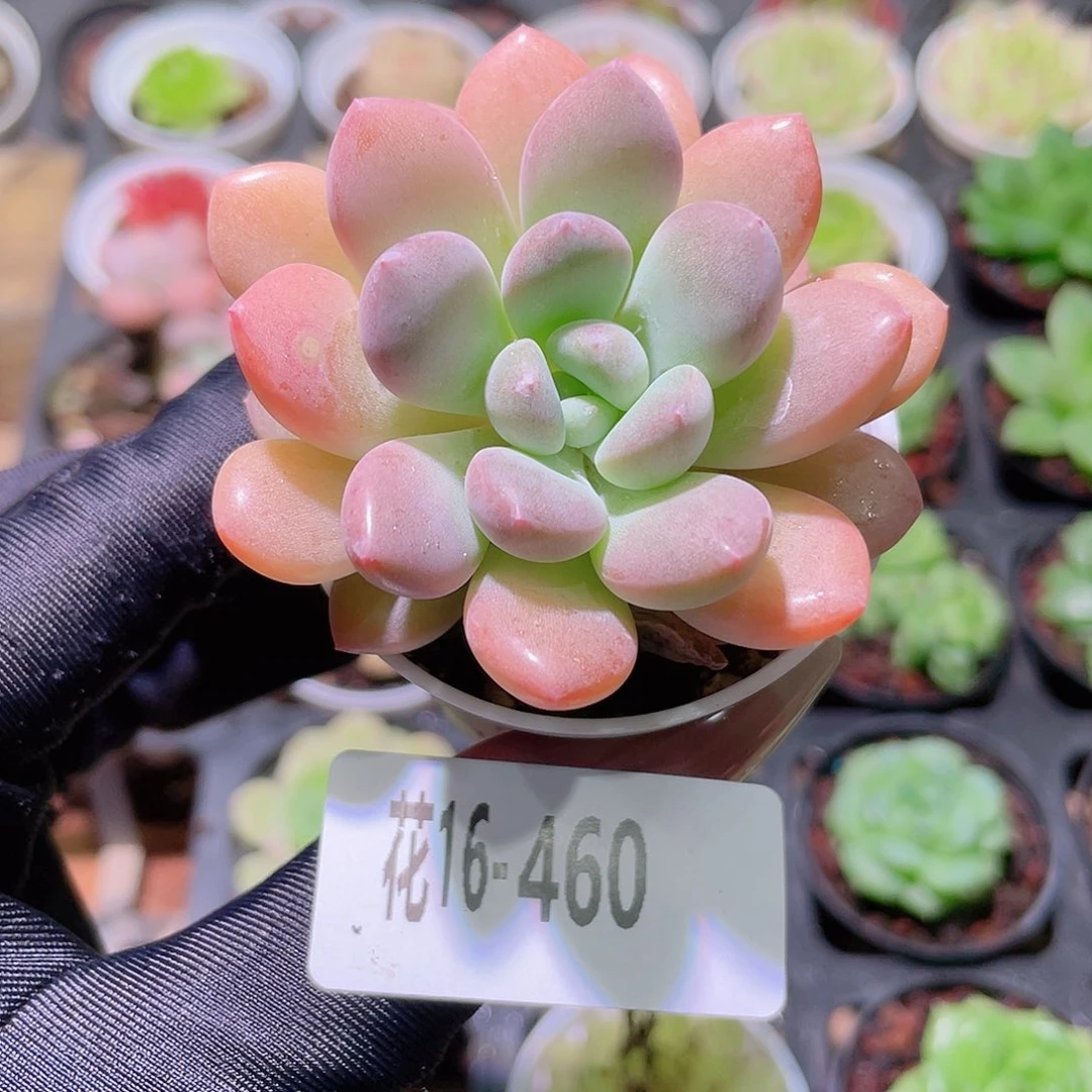 花利美16-460白鹭  微瑕