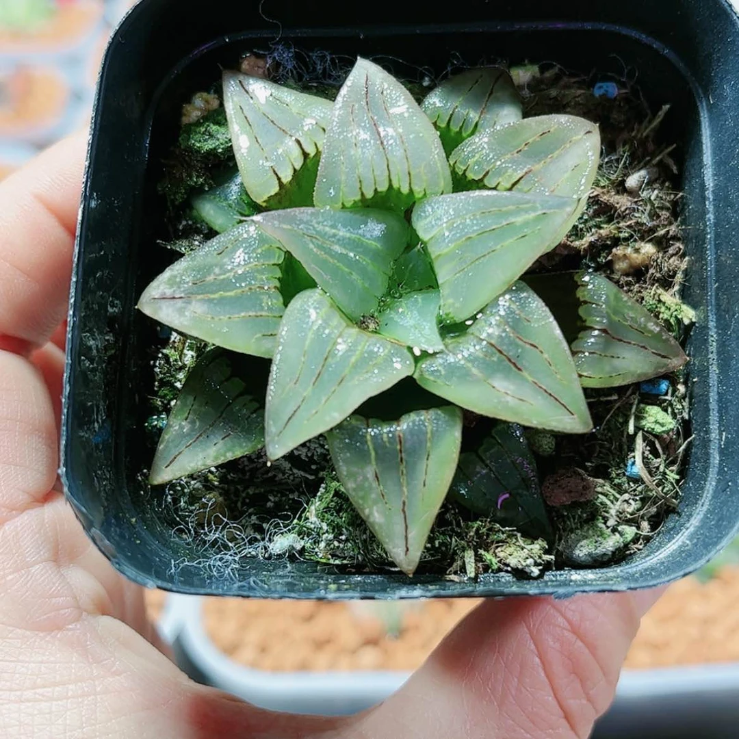 【闪购商品】红纹寿