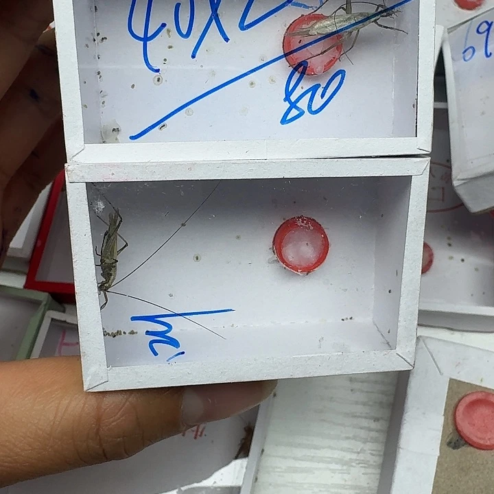 天***下蟋蟀我也不知道我111111