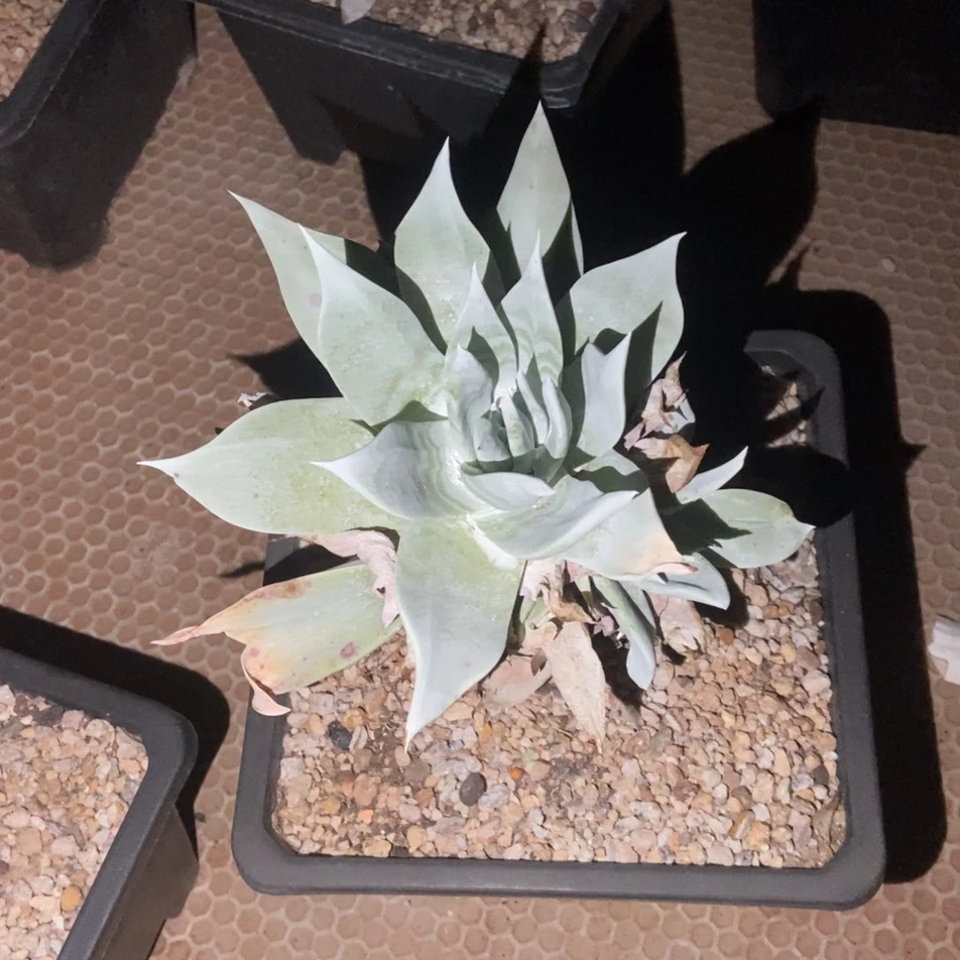 雪山群多肉植物啦啦啦