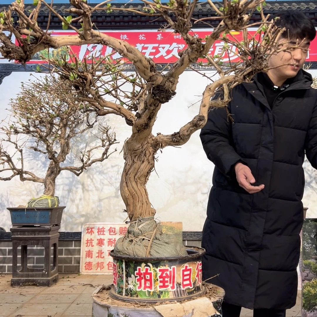 臻***艺无花朵金银花开花589666
