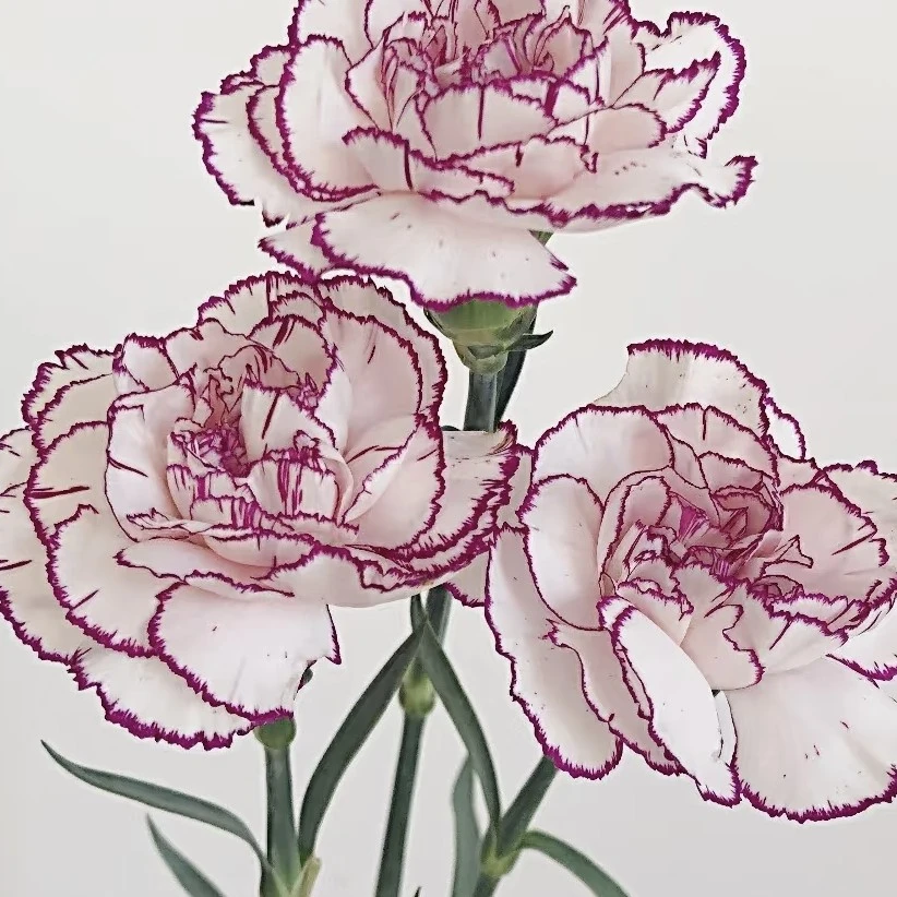 10支紫精灵康乃馨家居鲜花