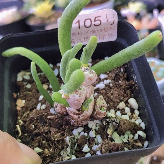 无花朵1105，如图一颗