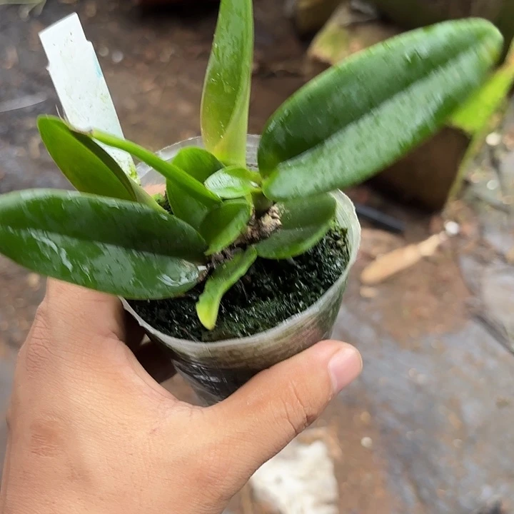 完全开放戴安娜卡特