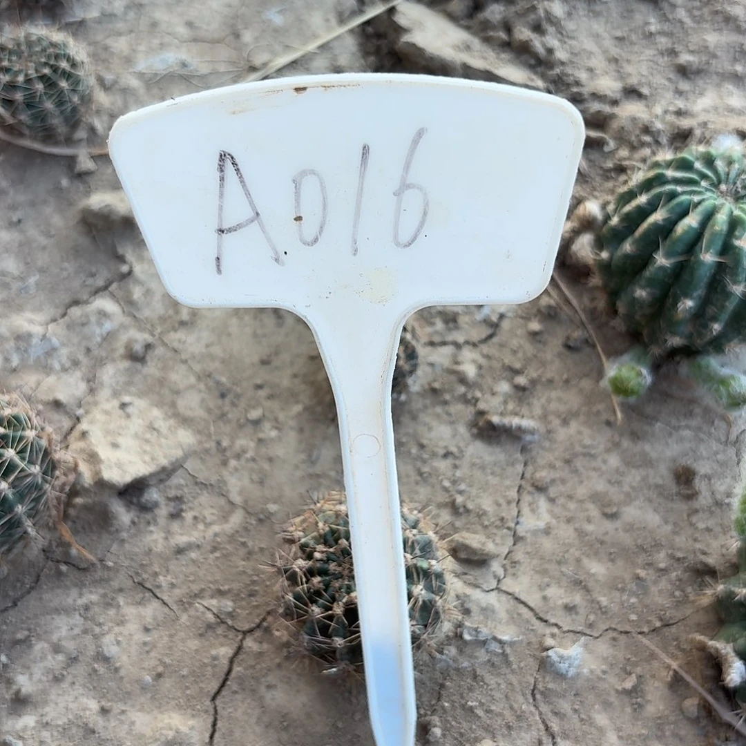 A016夏香2到3cm瑕疵歪头