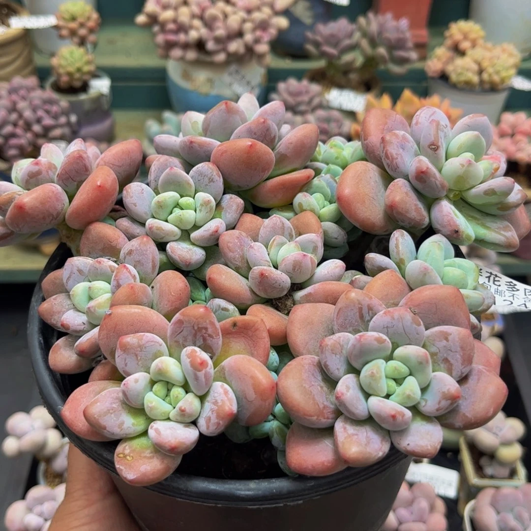 1240樱花洛神15cm多肉