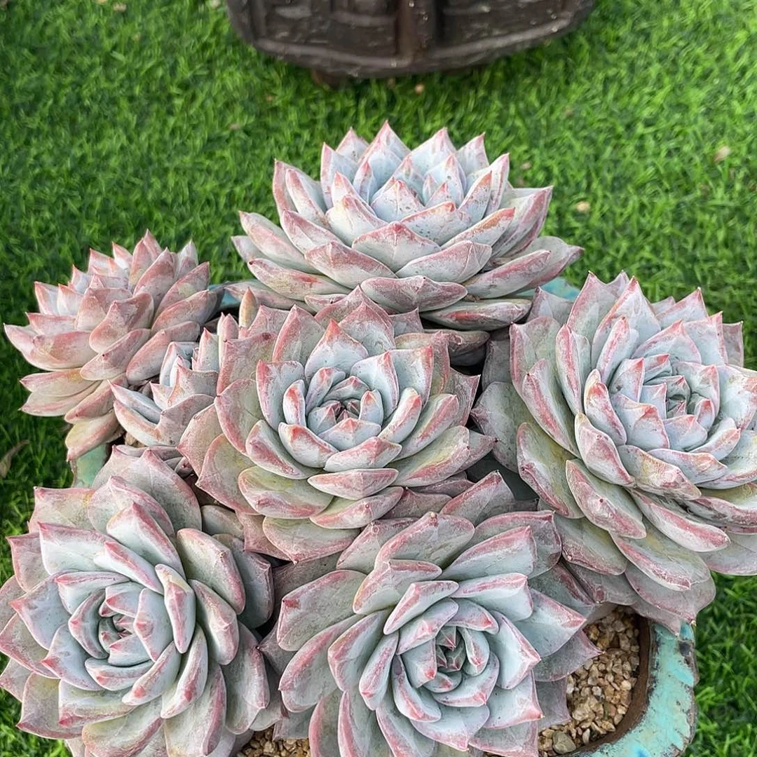 时***年多肉植物一物一拍