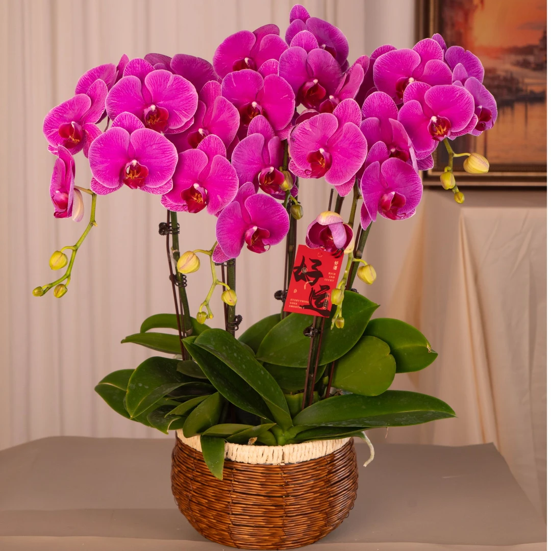 蝴蝶兰【恭喜发财】3.0寸杯 基地直发