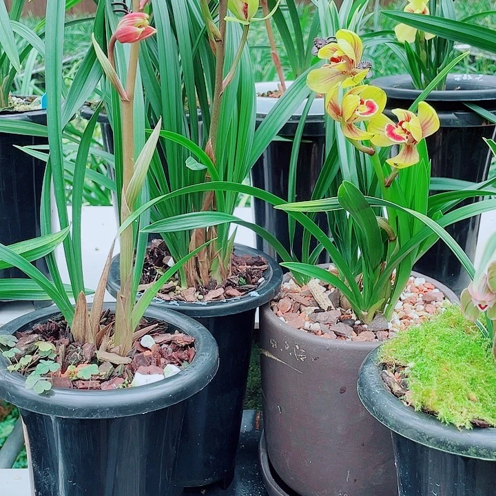 静***2完全开放一物一漂亮