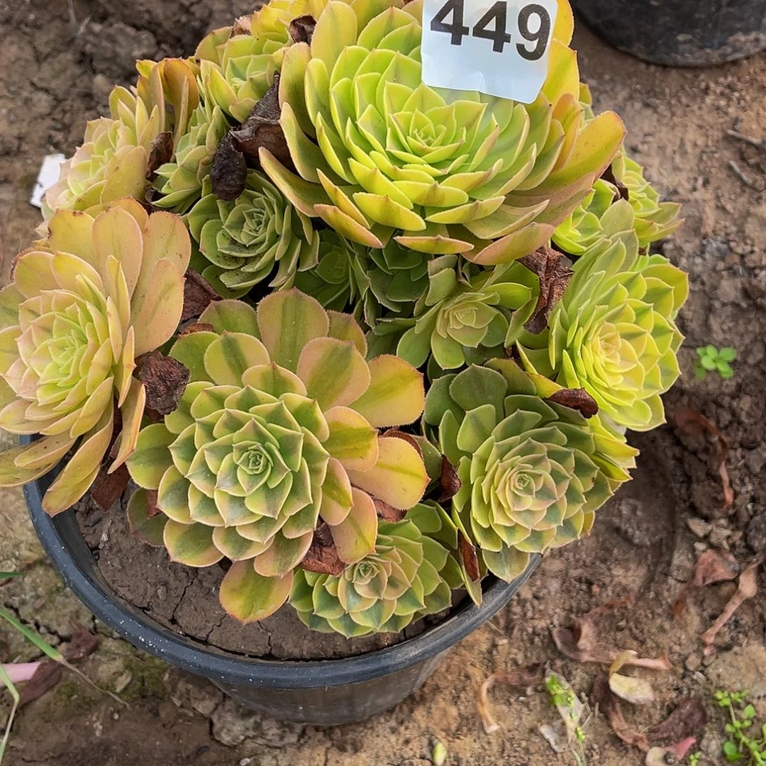 非***属多肉法师449号雨荷发货不包损