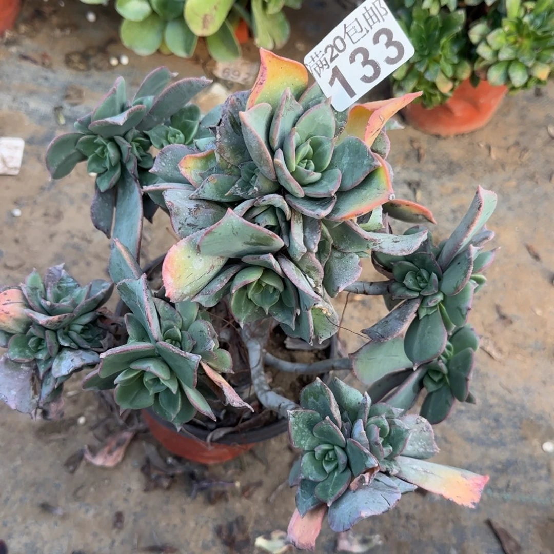 粉仙桃133满20包邮断枝不包会氧化黑斑