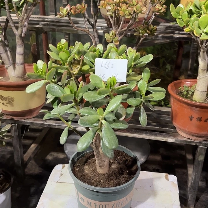 風***雨当前无花栽培后可以开花韩国紫叶45