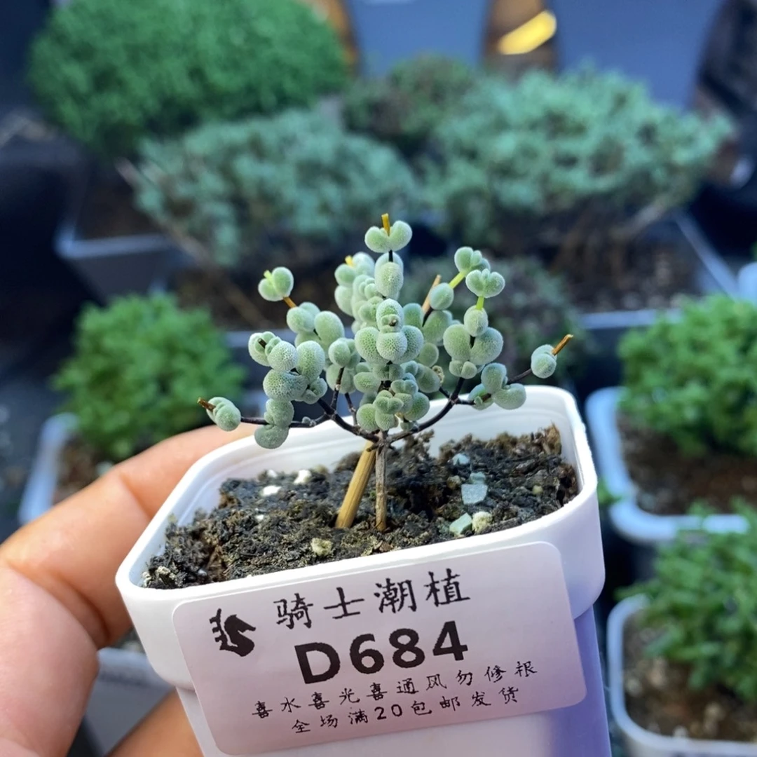 春***甜684实生优选白体莱斯
