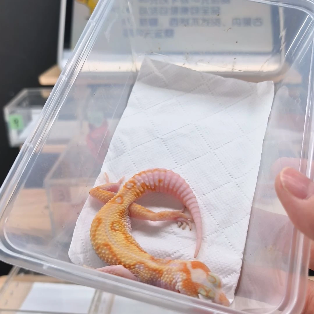 豹纹守宫白黄川普暴龙母小亚成