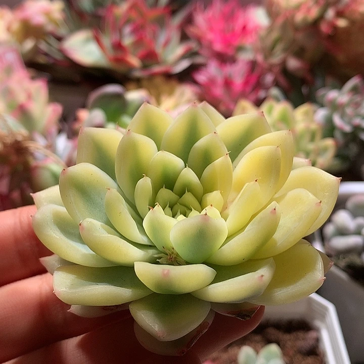 阿尔巴西施锦有全锦叶