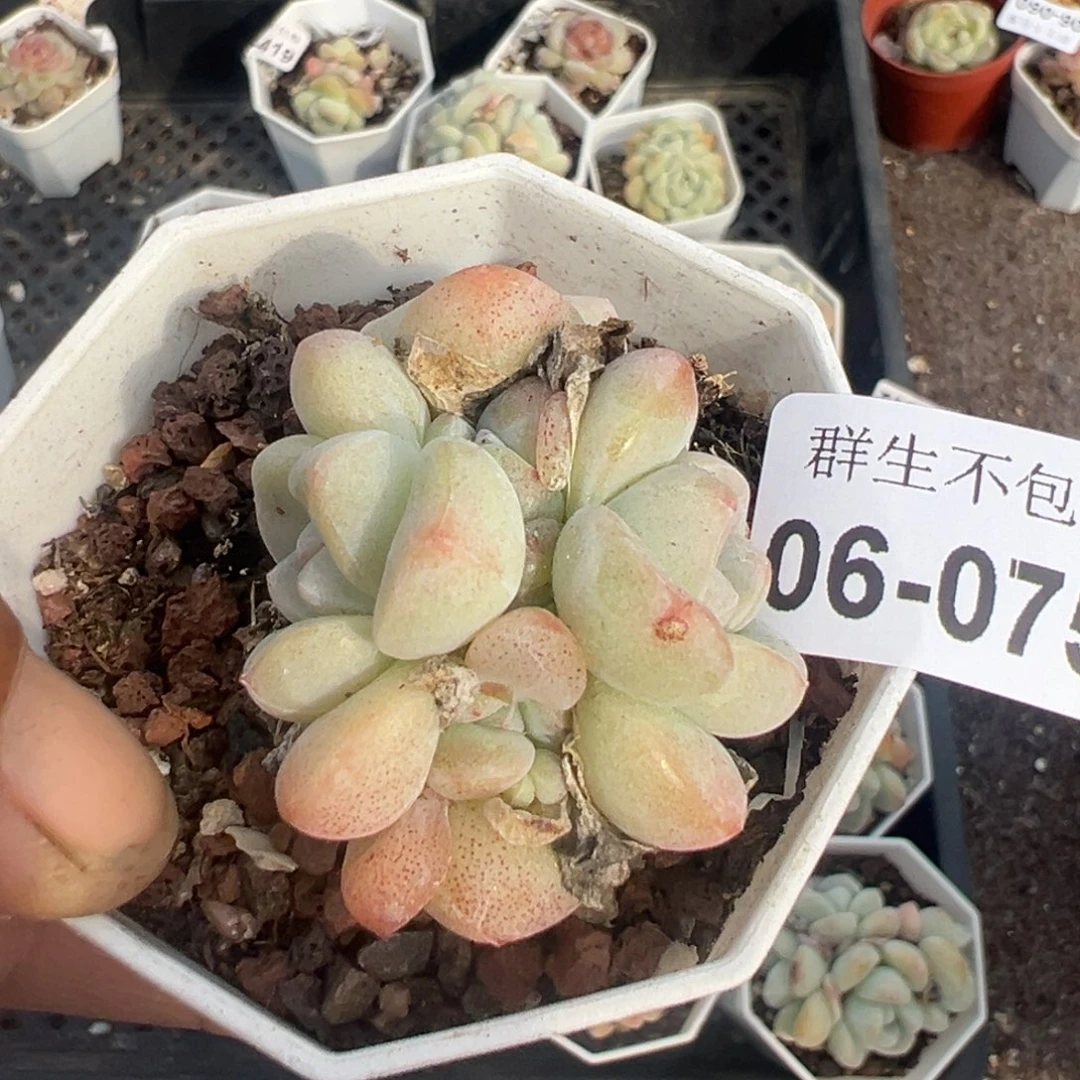 小卡拉米糖心一物一拍6-75