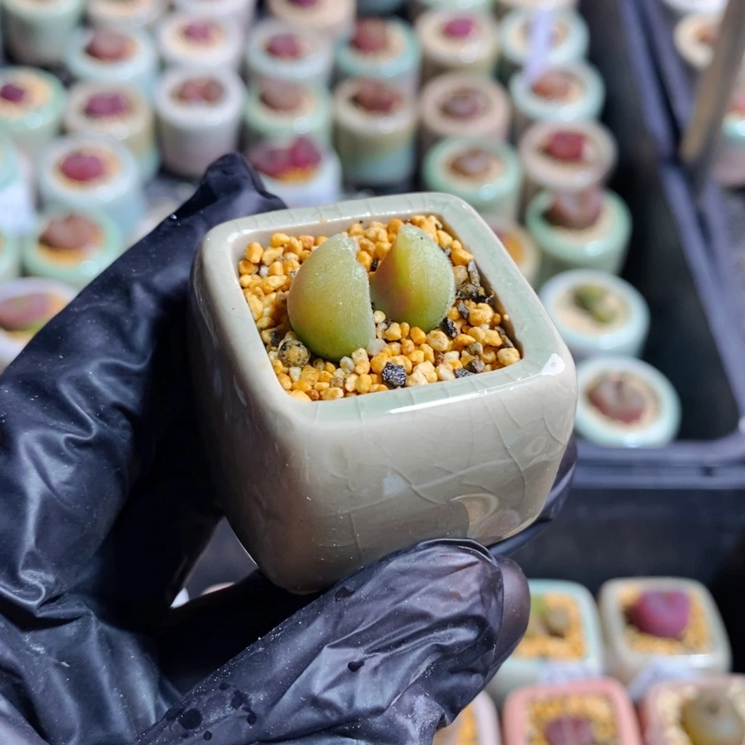 3904-一物一拍 带盆