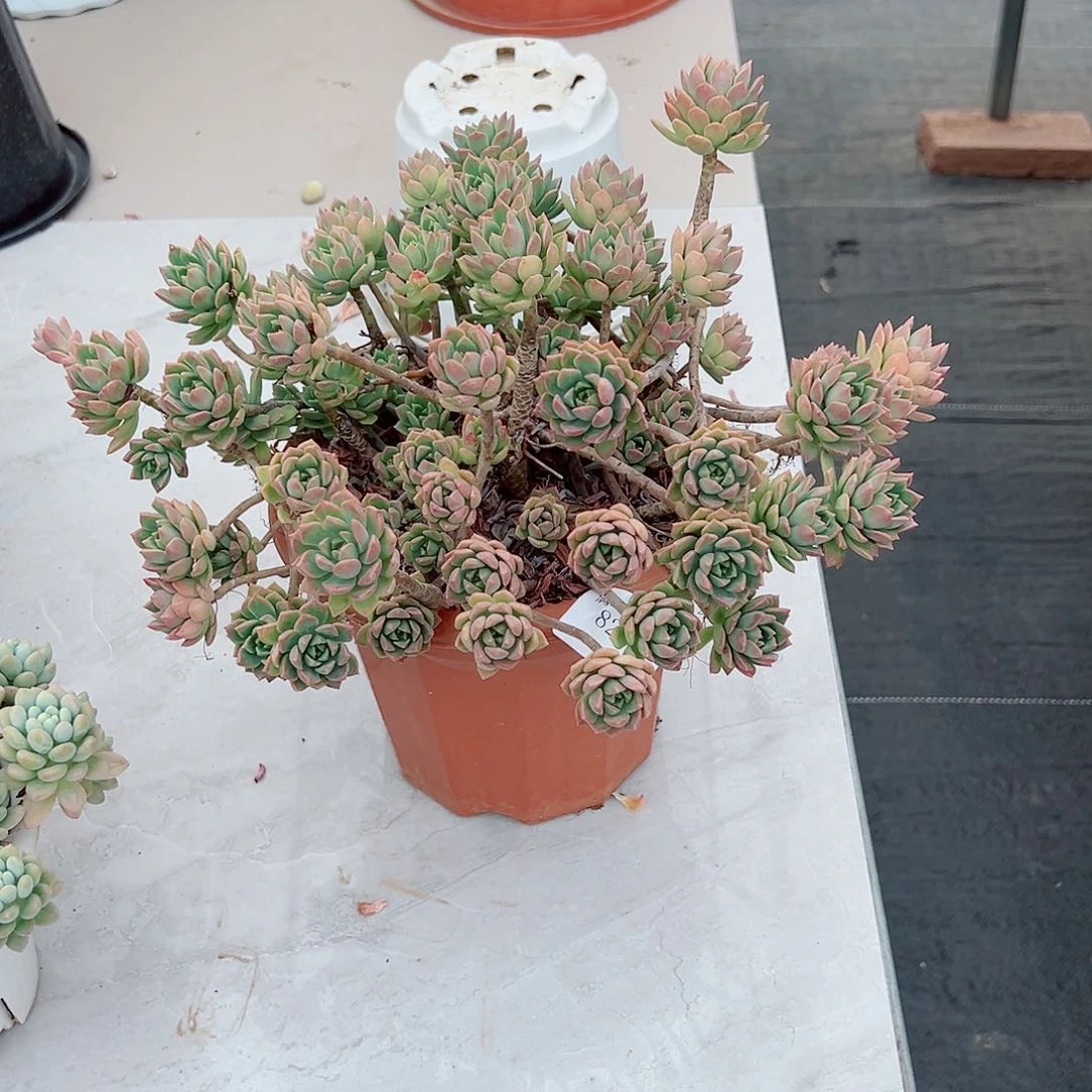 一****8234马库斯多肉植物