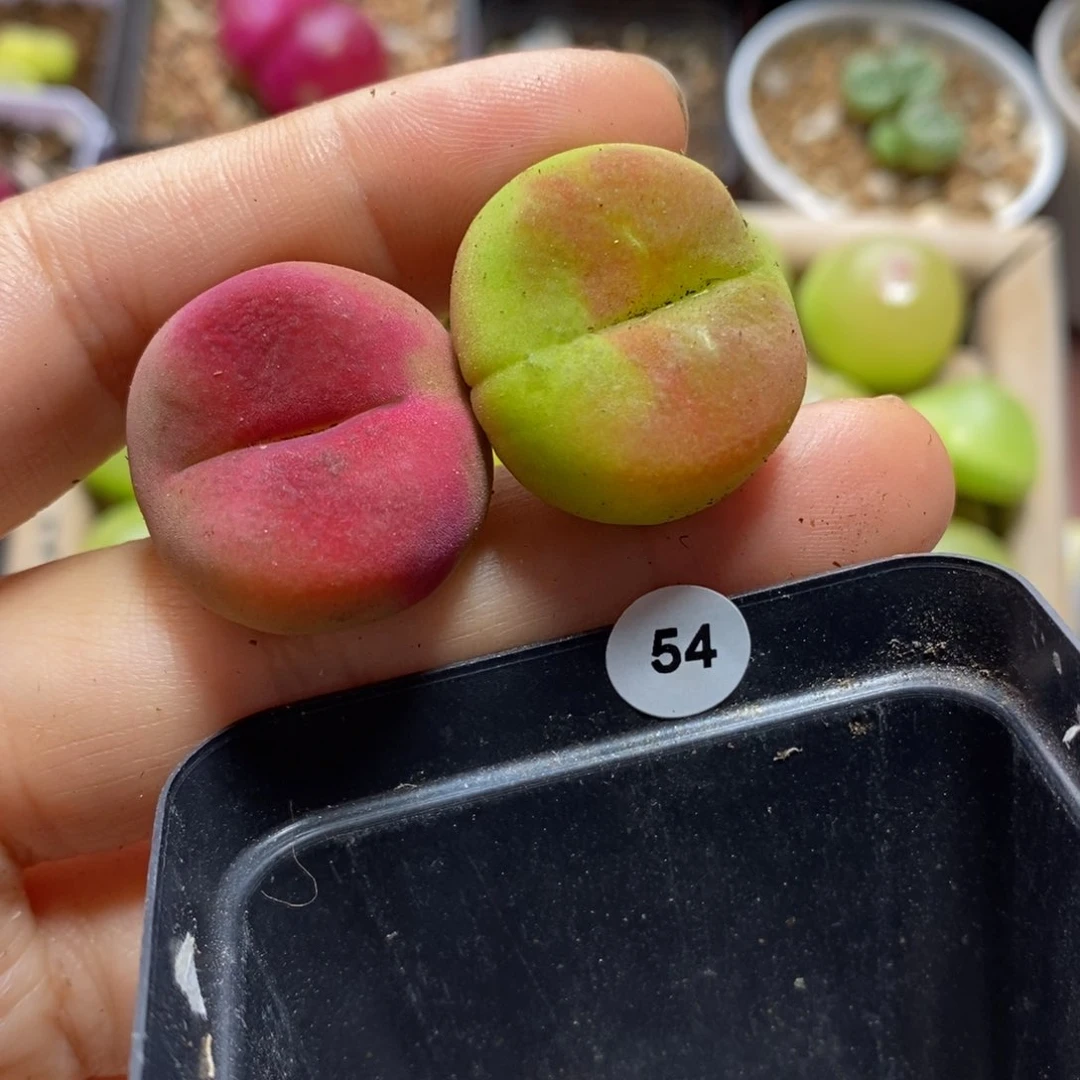 阿**-1430.5水蜜桃（小瑕疵）多肉54