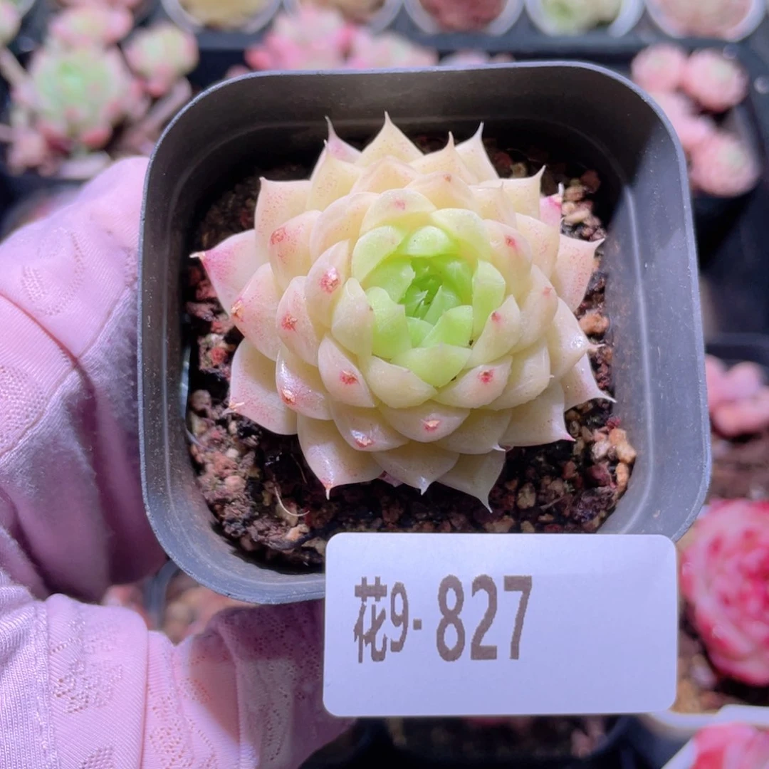 花利美9-827女王玫瑰 微瑕