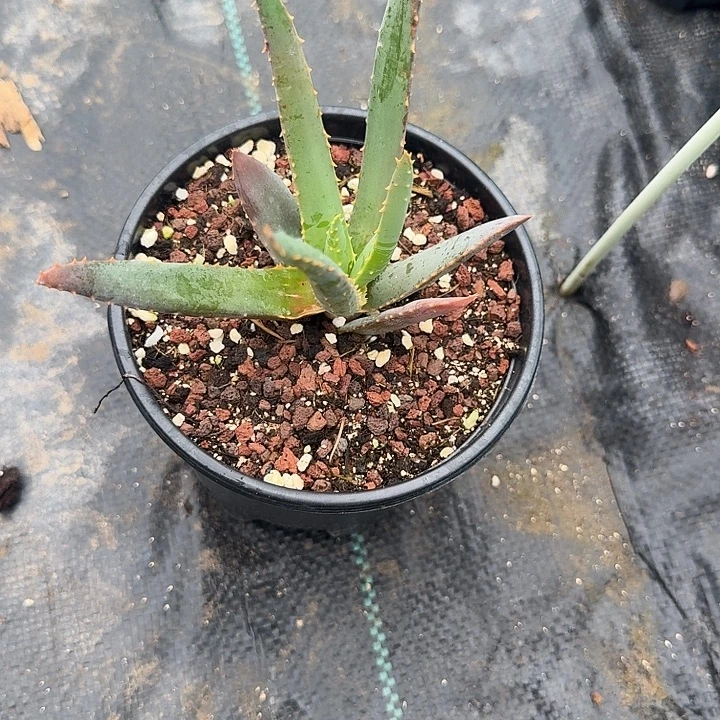 W***n2期芦荟脱土发货啦啦