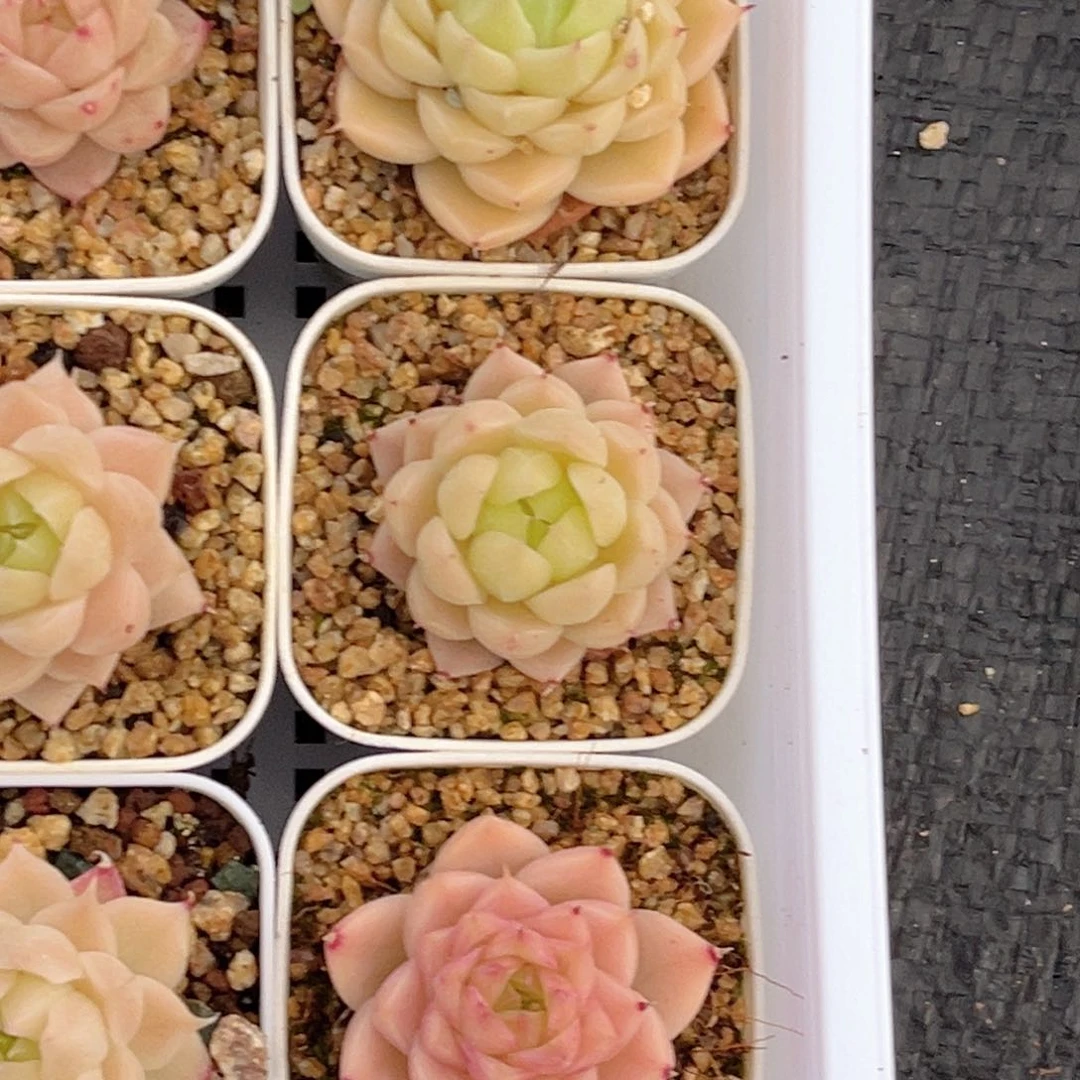 芬*608 新疆西藏内蒙不发货