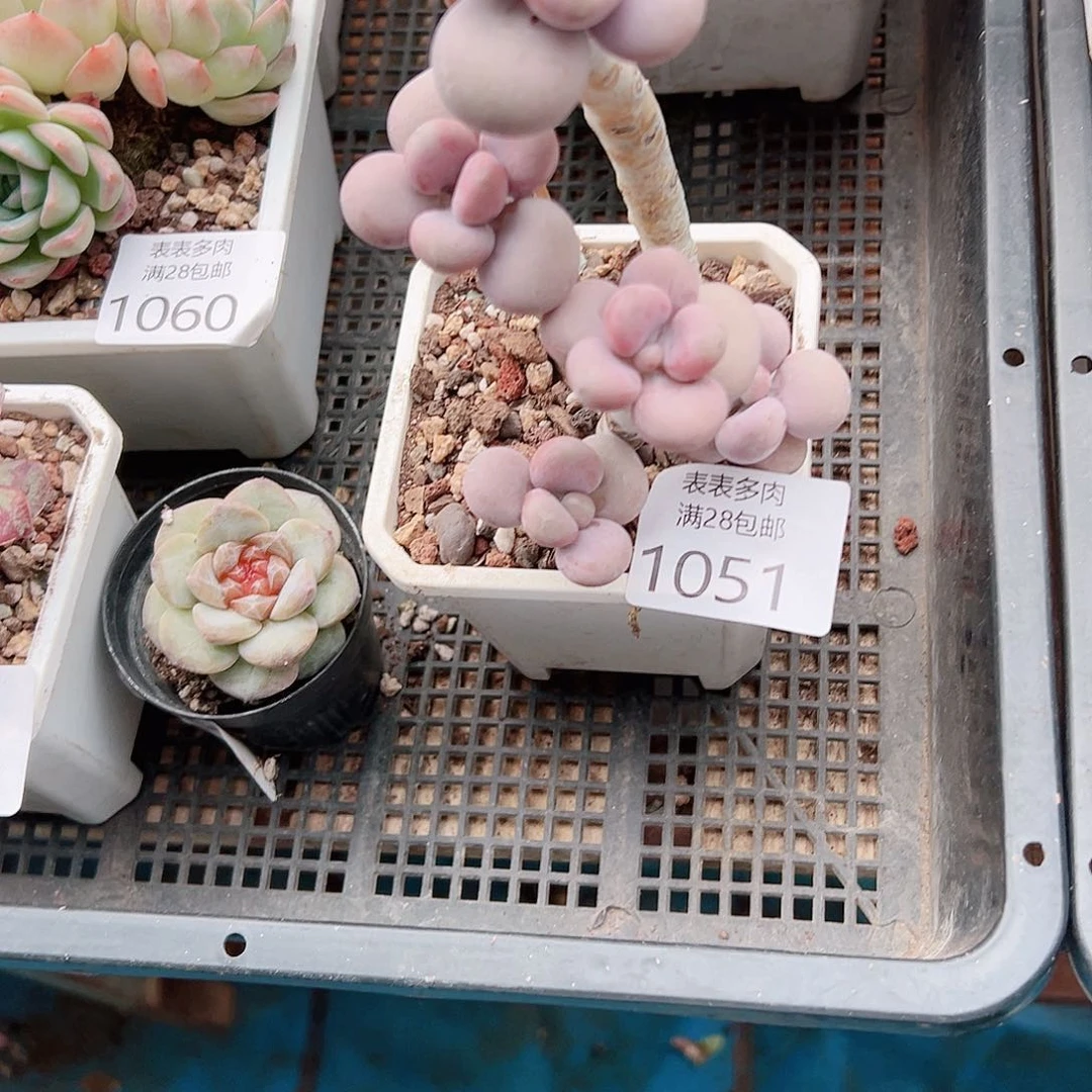 清***墨多肉一物一拍植物1051